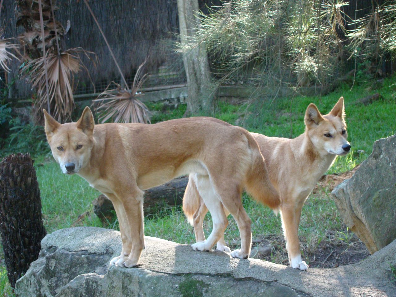 two brown ding dogs stand on top of some rocks