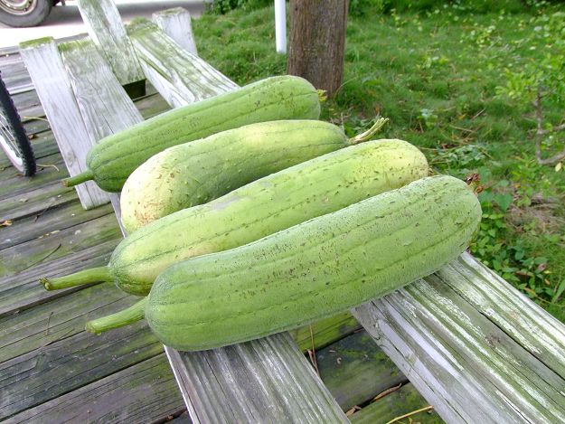 three green cucumbers resting on the end of a wooden picnic table