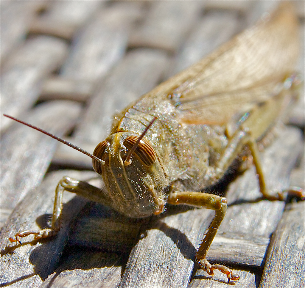 the insect is sitting on the wooden table