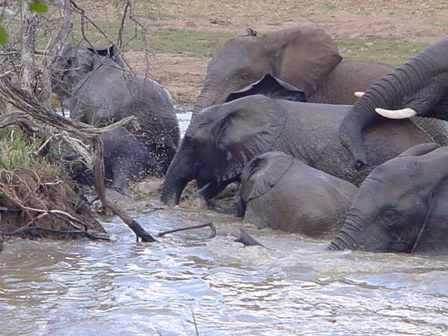 several elephants in a shallow body of water