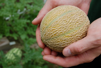 a person holding a melon in their hand
