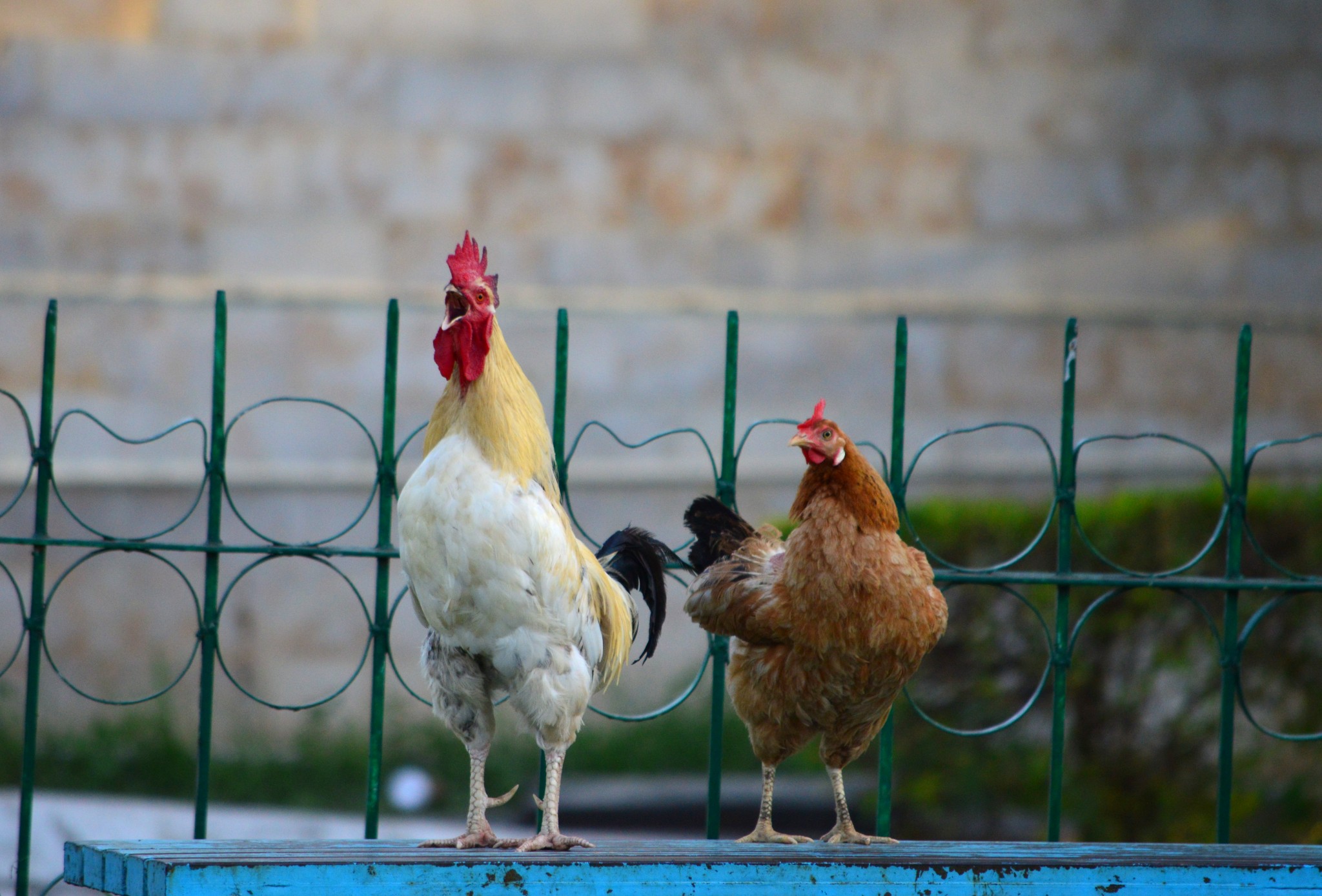 three chickens standing next to each other behind a gate