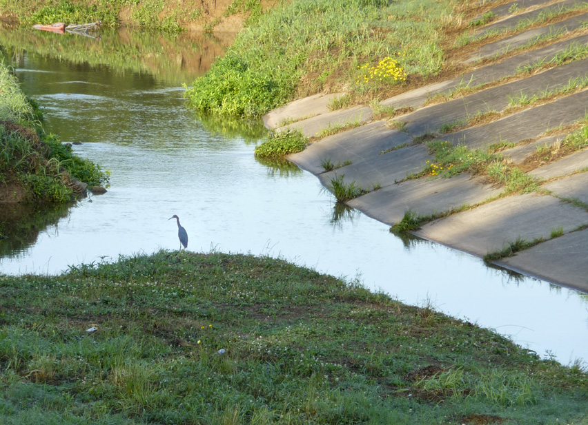 a small bird is standing in the shallow water