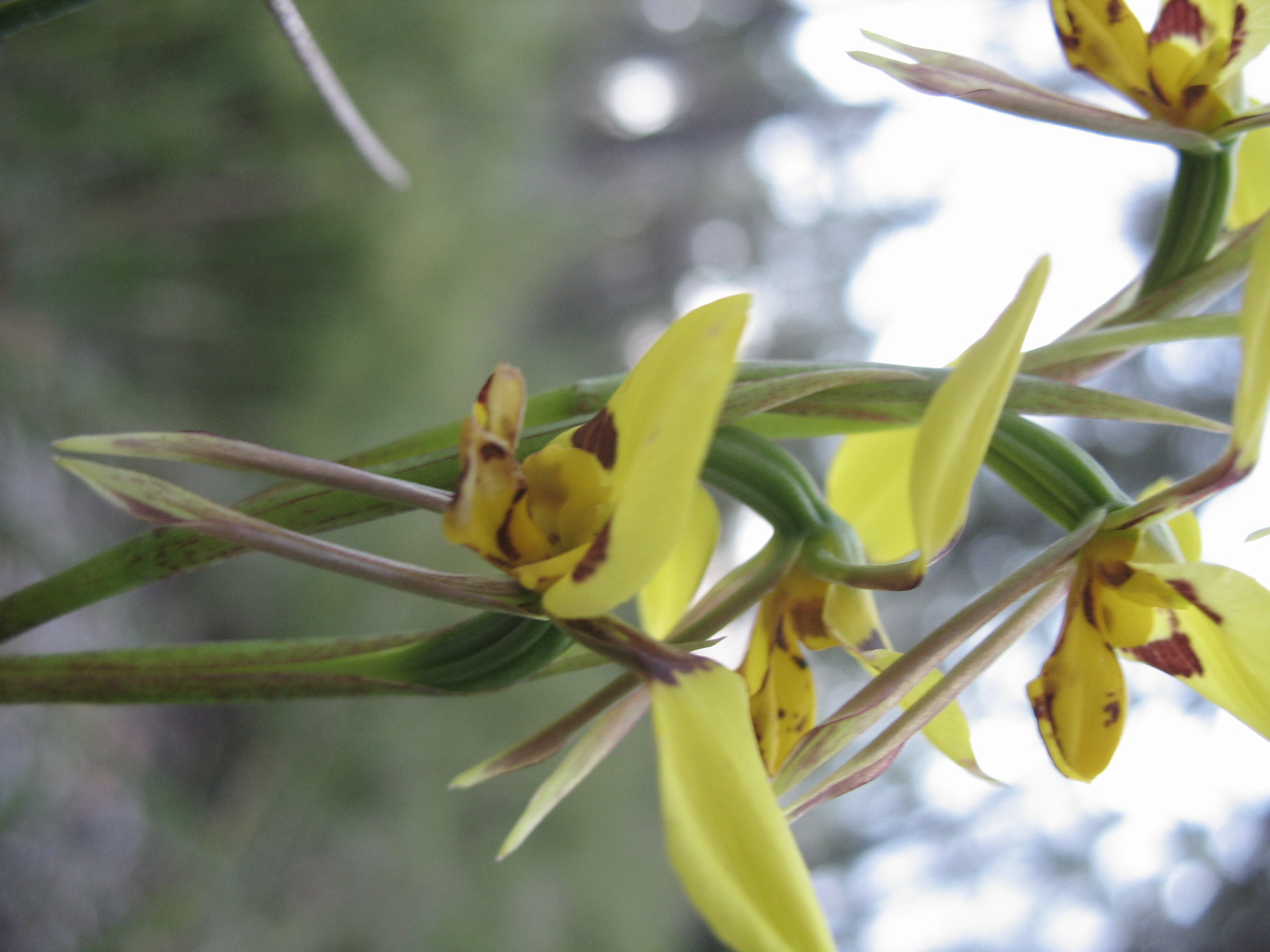 some very pretty yellow flowers by a green tree