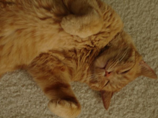 a cat is laying on the carpet with his eyes closed
