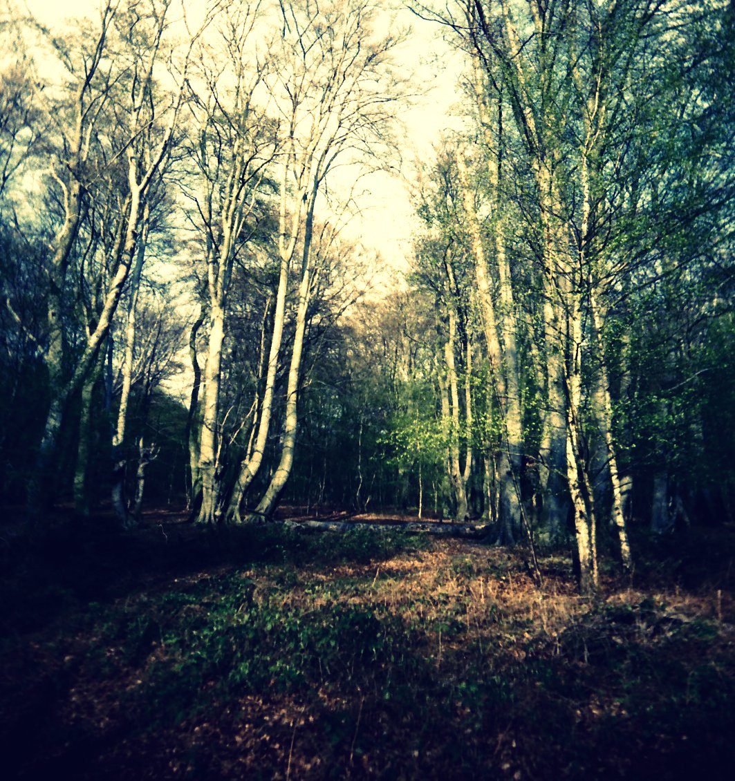 some trees some dirt and grass with white spots