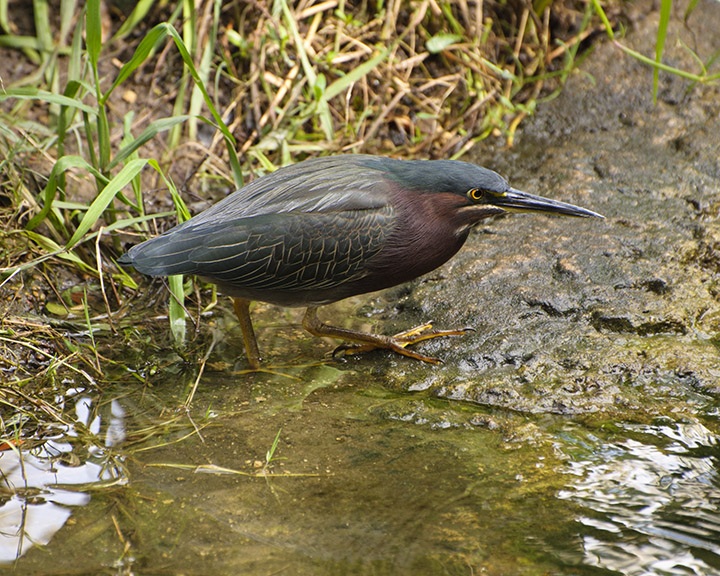 a small bird standing in the shallow water next to green grass