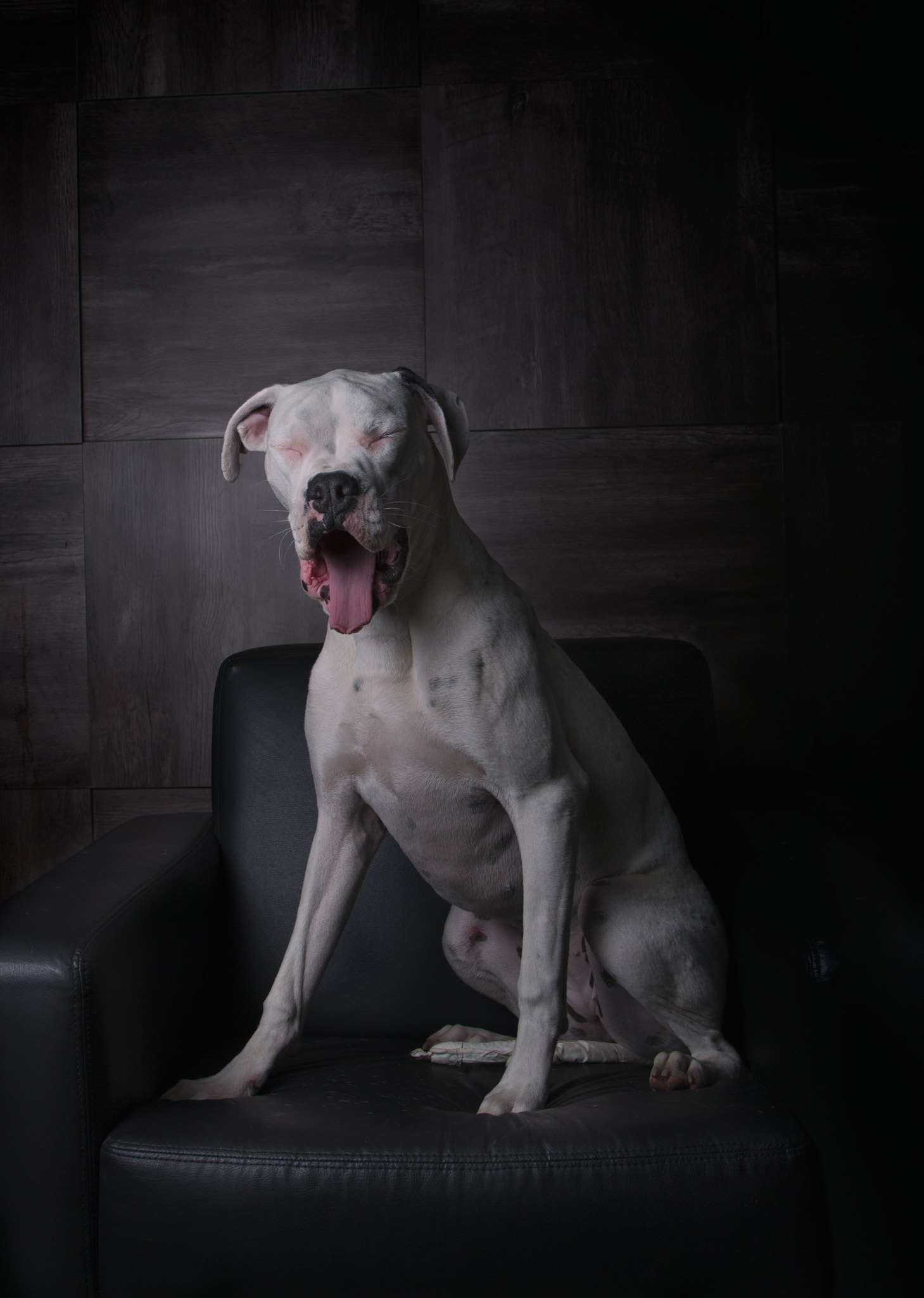 a large white dog sitting on top of a black chair