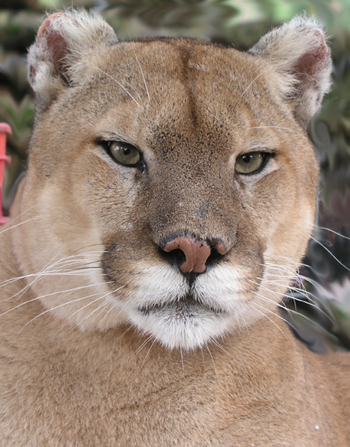 a close up of a big pretty face