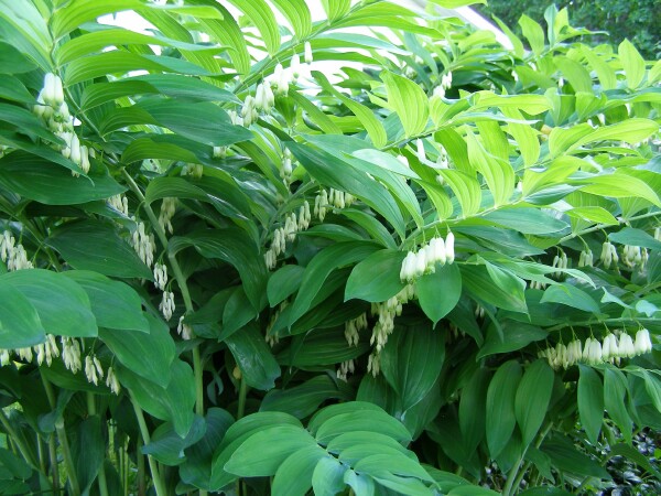 a plant is shown with lots of green leaves