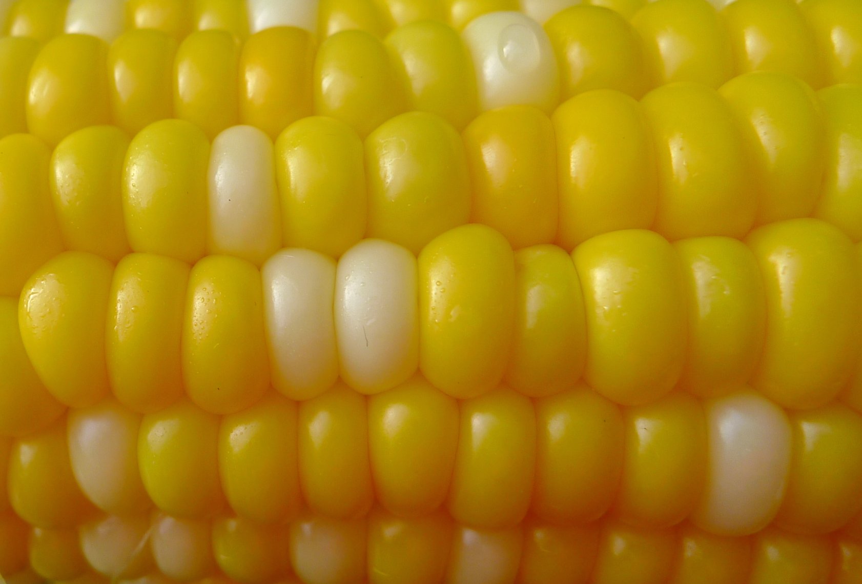 yellow ear of corn on the cob with some white kernel