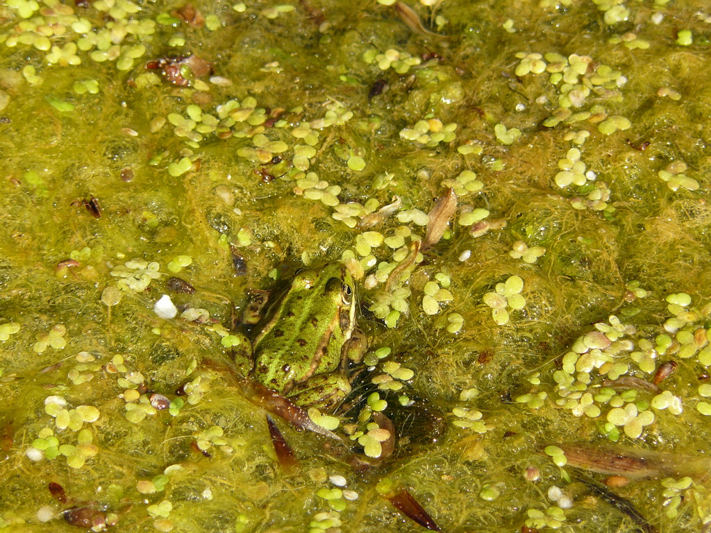 small green insects living on algae in the water
