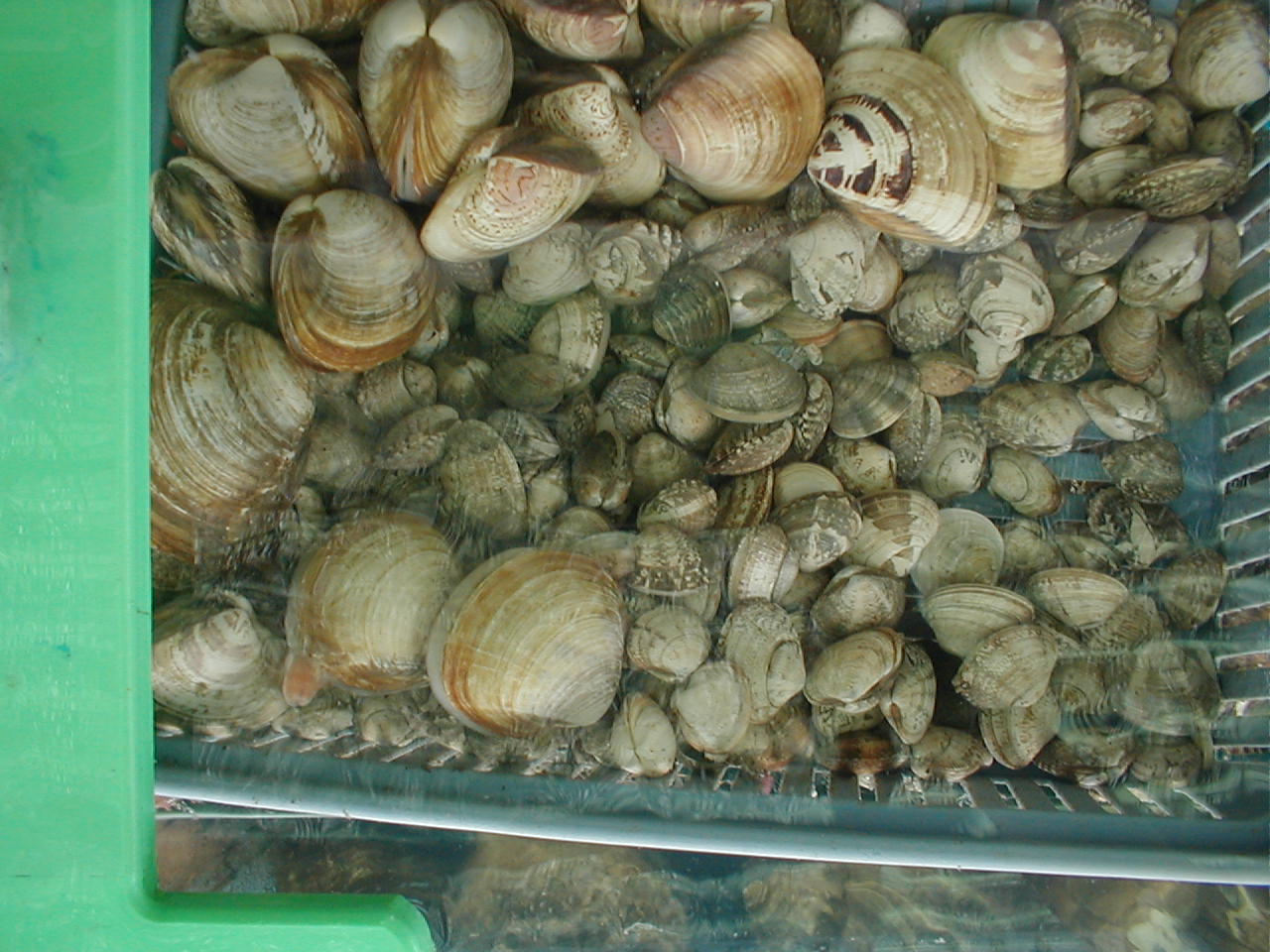 a box full of clams on a street corner