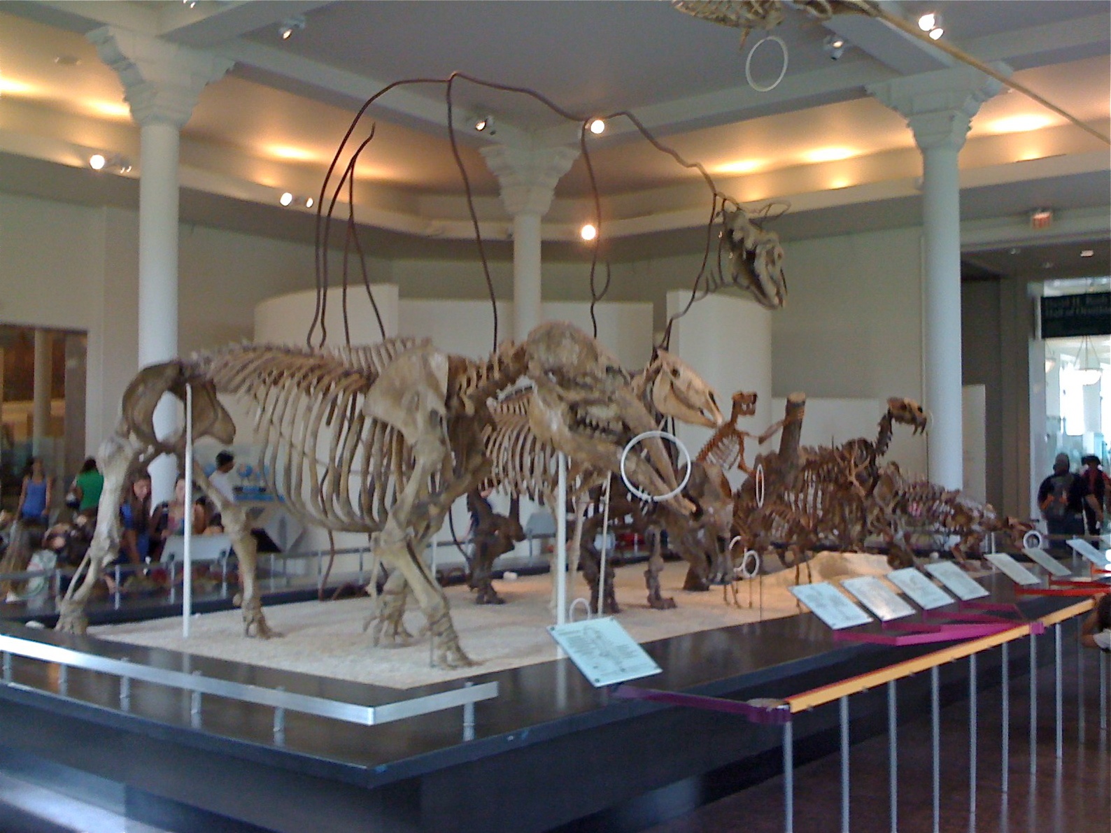 a couple of horse skeletons are on display