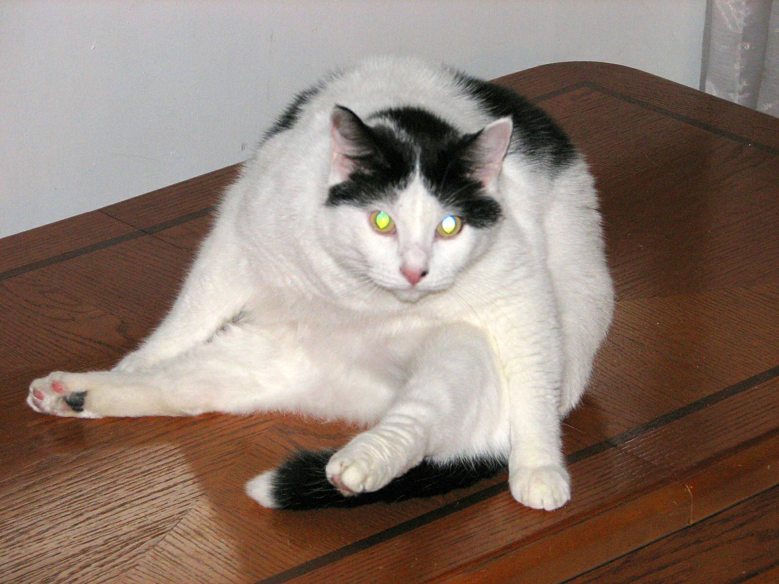 black and white cat laying on top of wooden table