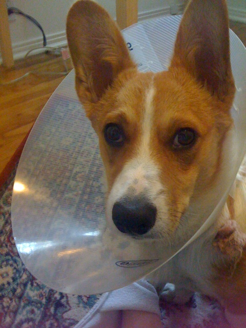 a small dog wearing a cone on its face