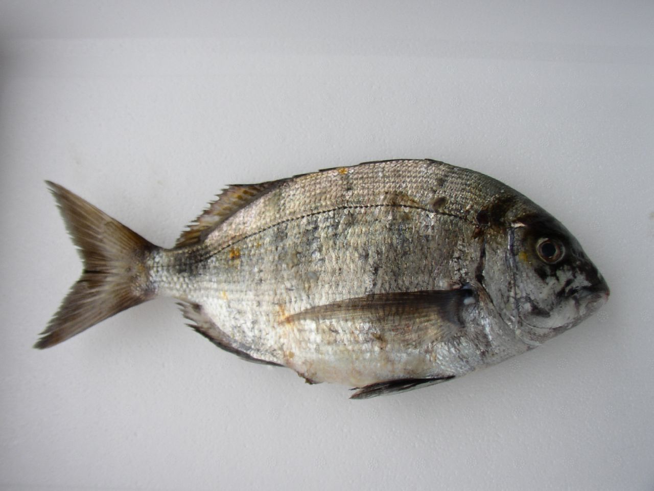 a fish on a white surface next to a plastic bowl