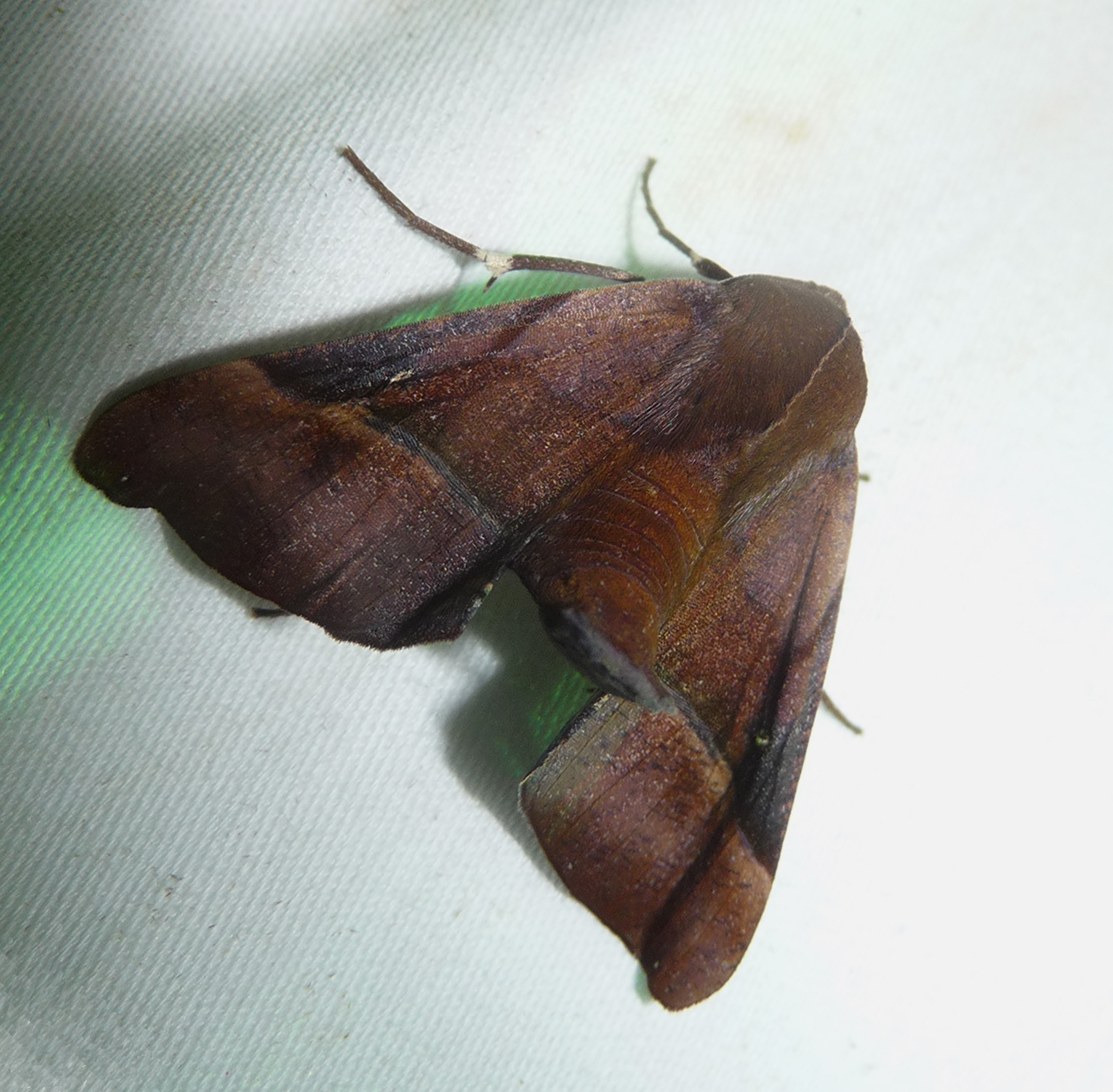 a small brown moth with black spots sits on a white surface