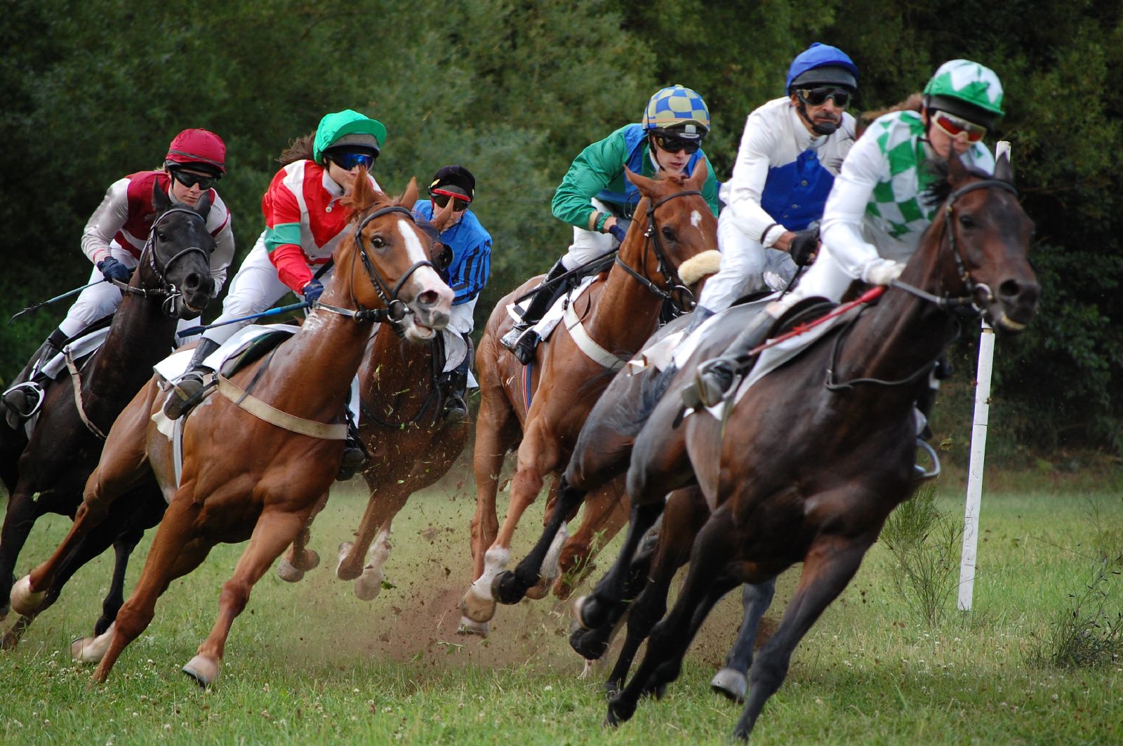 horses and jockeys race on an open grassy course