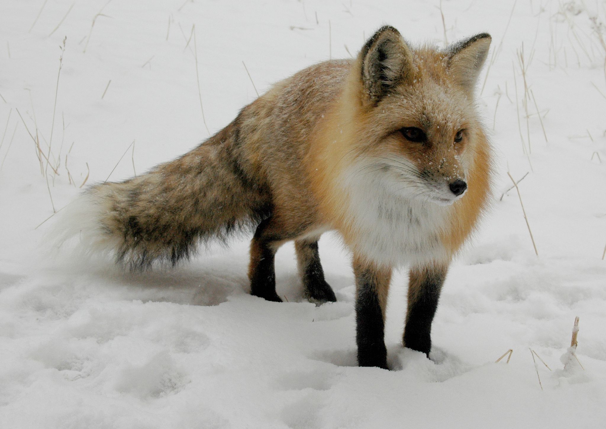 an adult fox standing in the snow outside