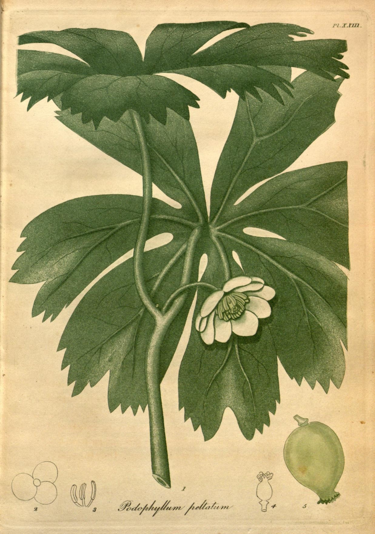 a drawing of a leaf with two flowers on top