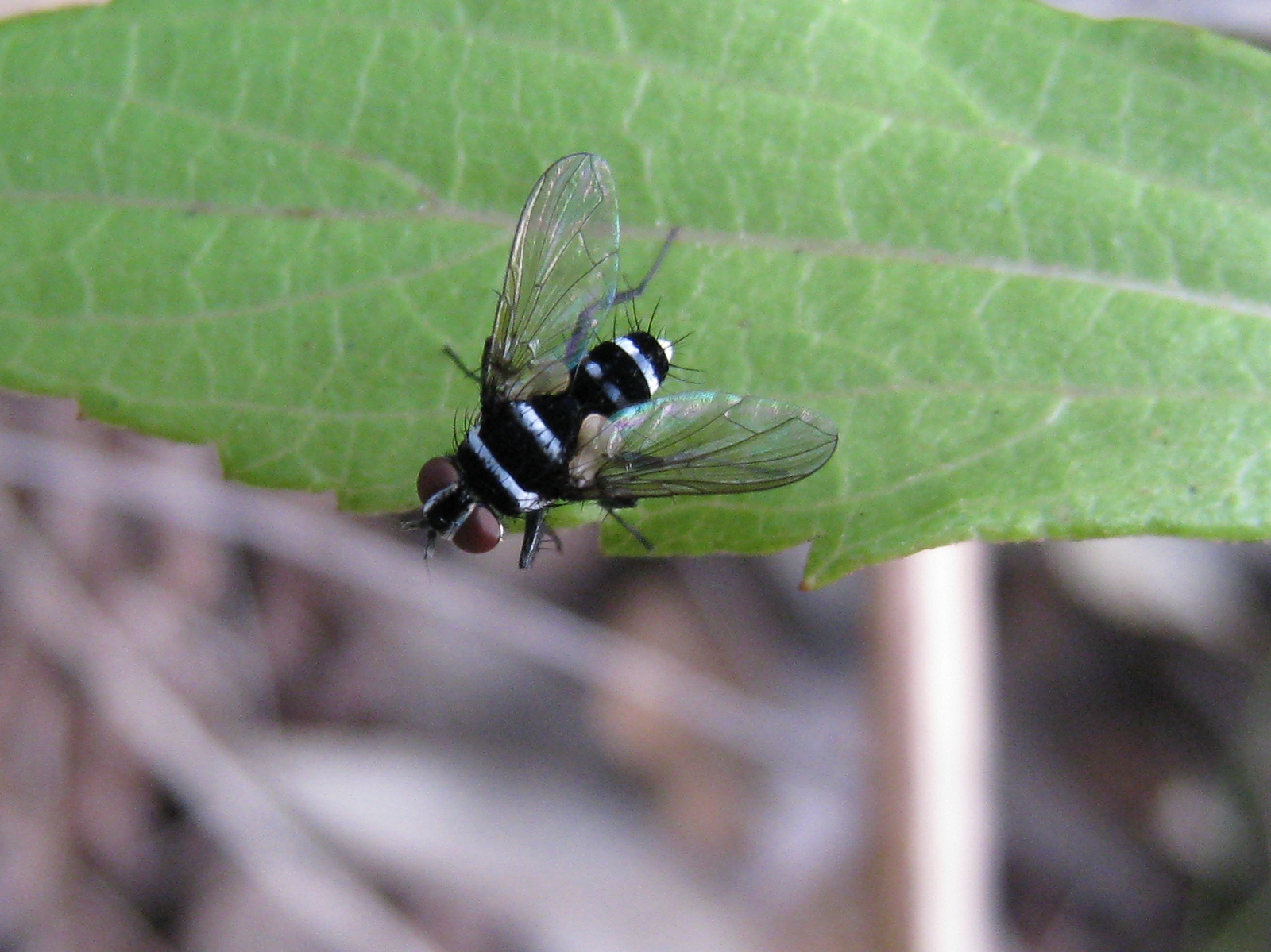 a green and black fly is perched on a leaf