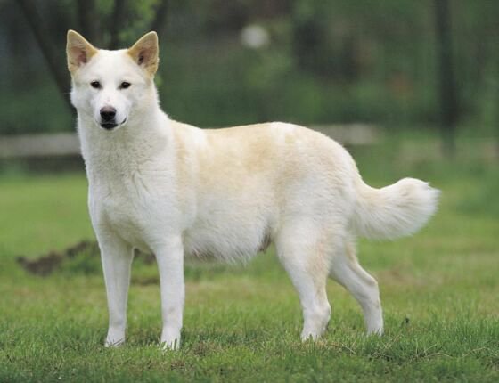 a white dog is standing in the green grass