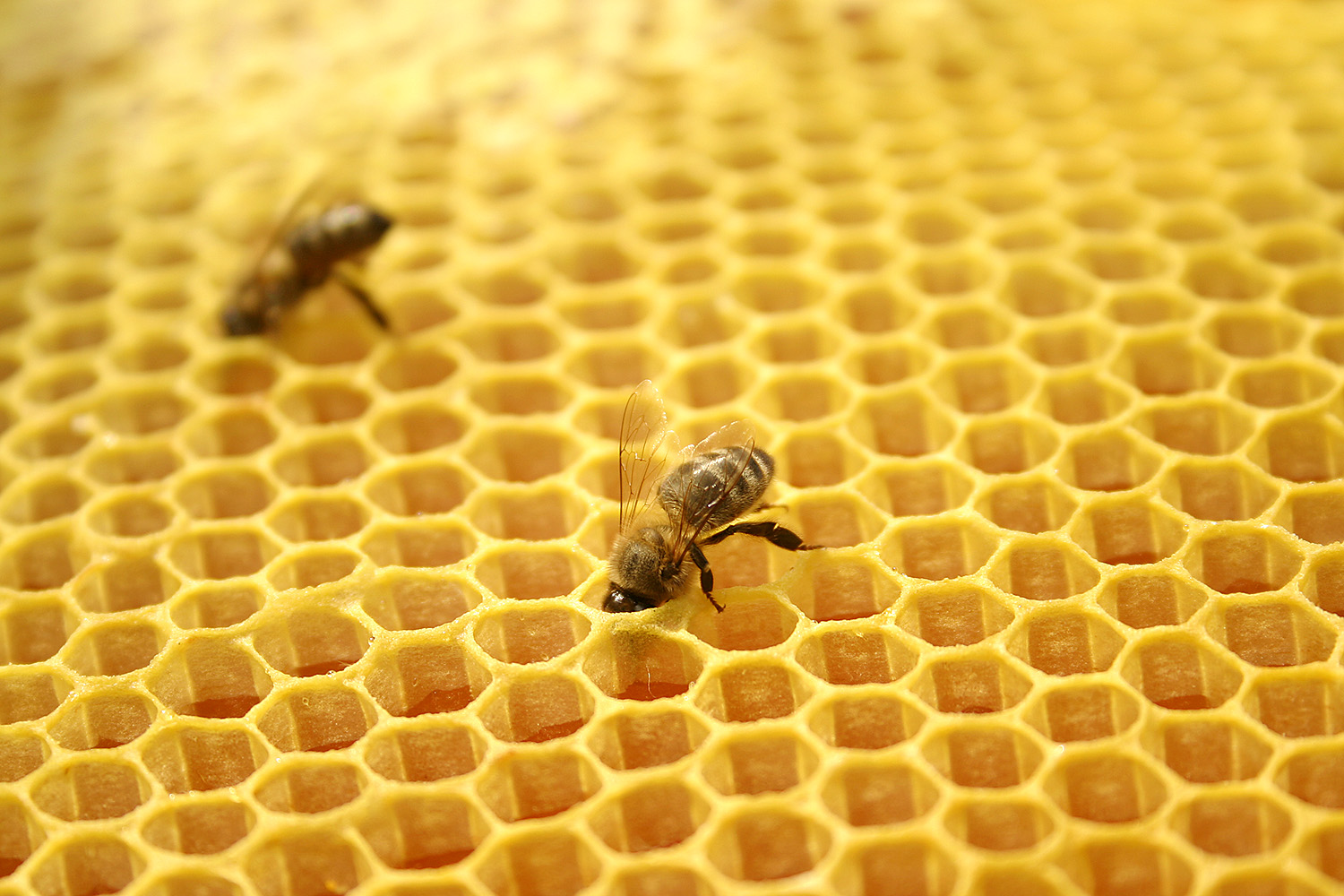 two beekeepers work on a large honeycomb