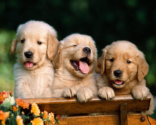 three dogs sit on a wooden box and look at the camera