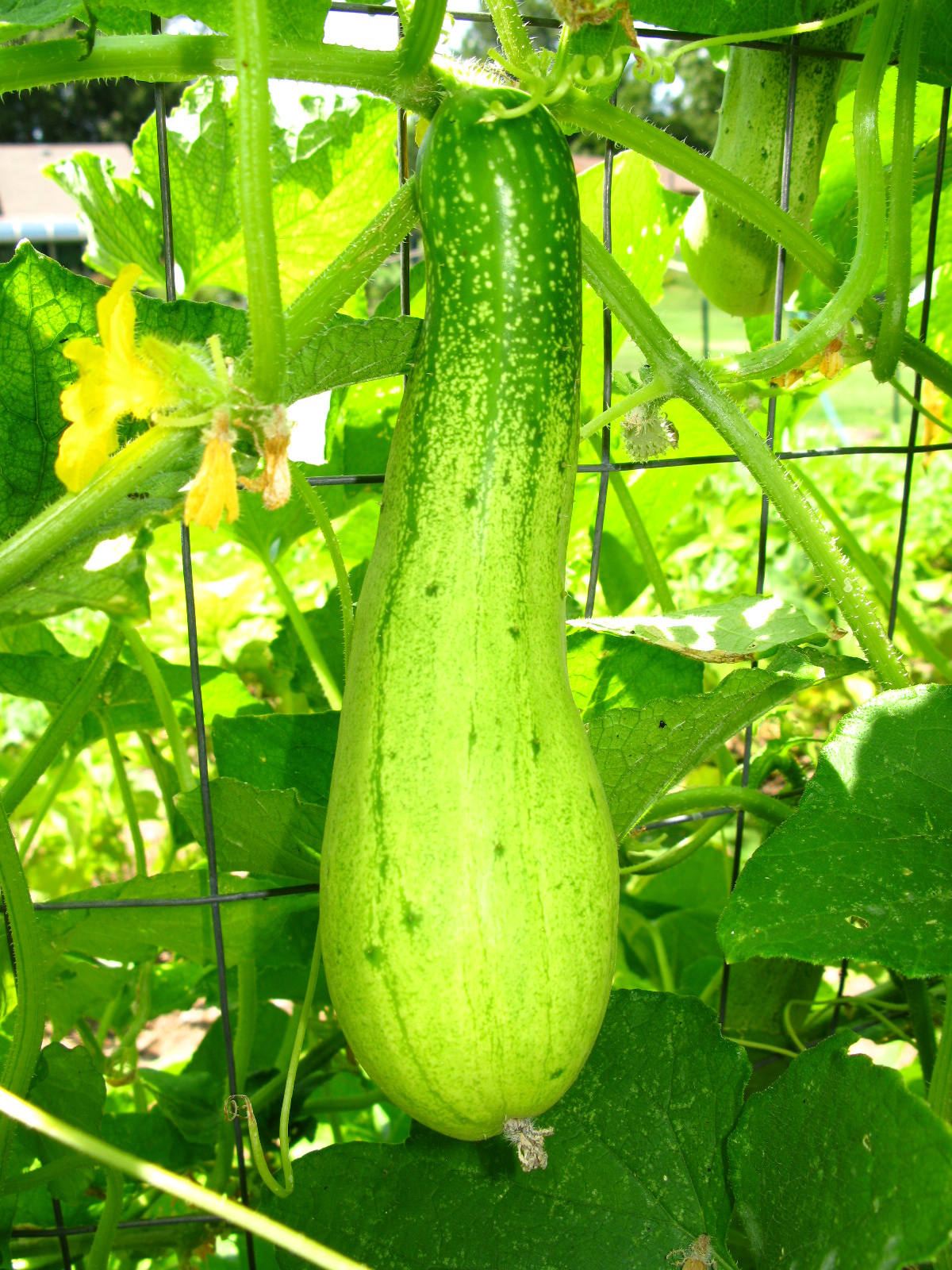 large cucumbers growing on a green plant in a sunlit garden