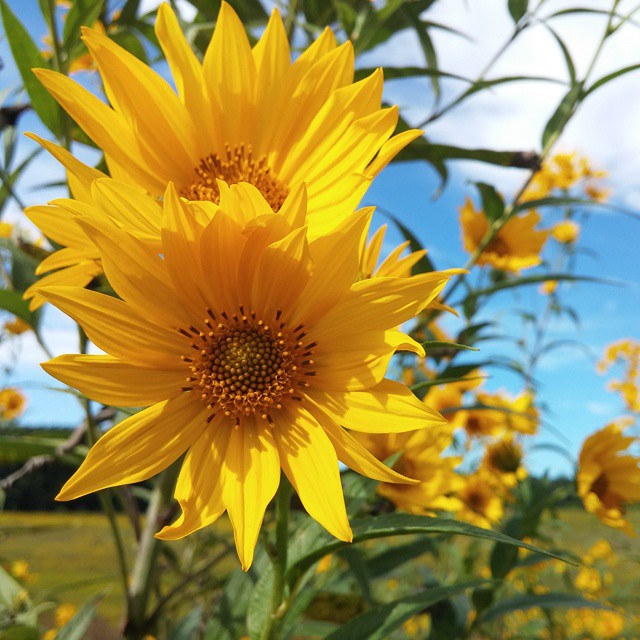 the large flower is blooming bright yellow