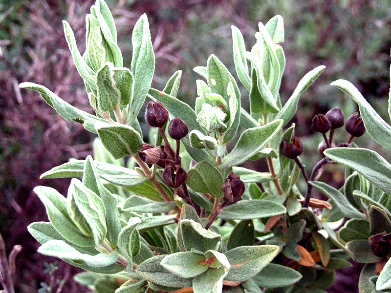 closeup view of leaves and buds on tree