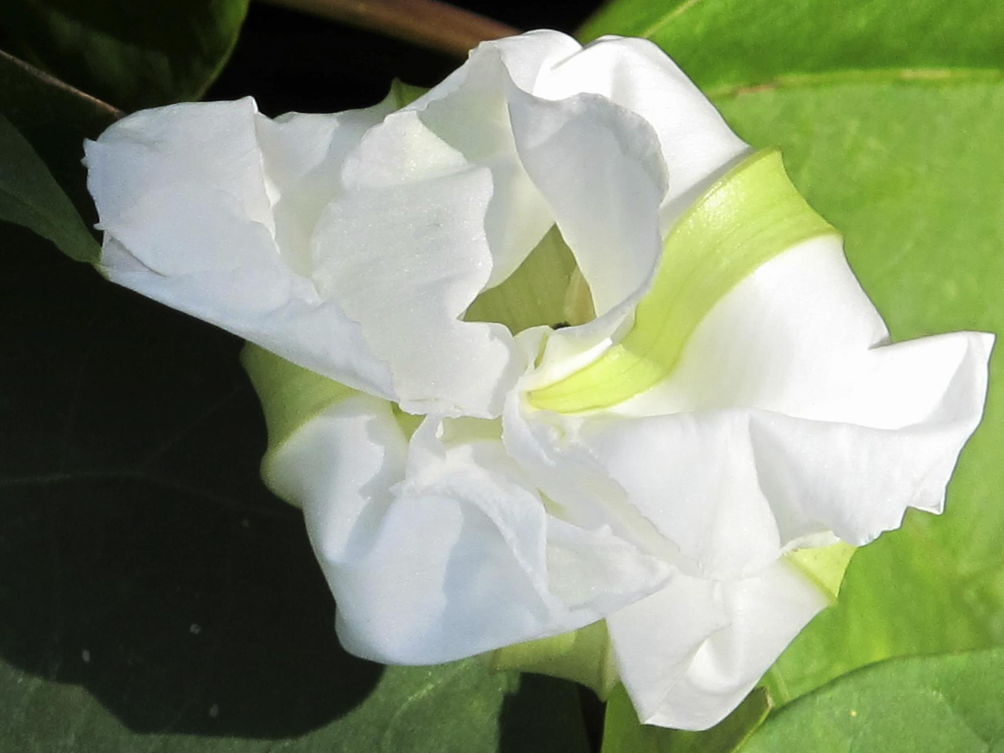 a very white flower with some green leaves around it