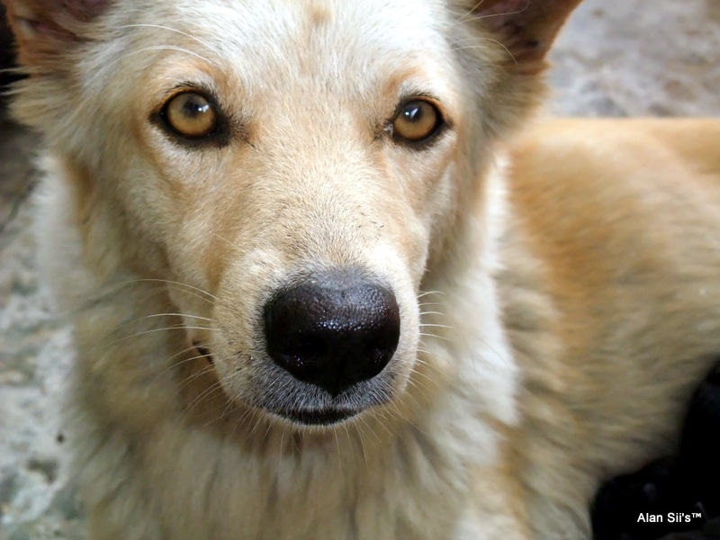 a brown dog is sitting on the ground