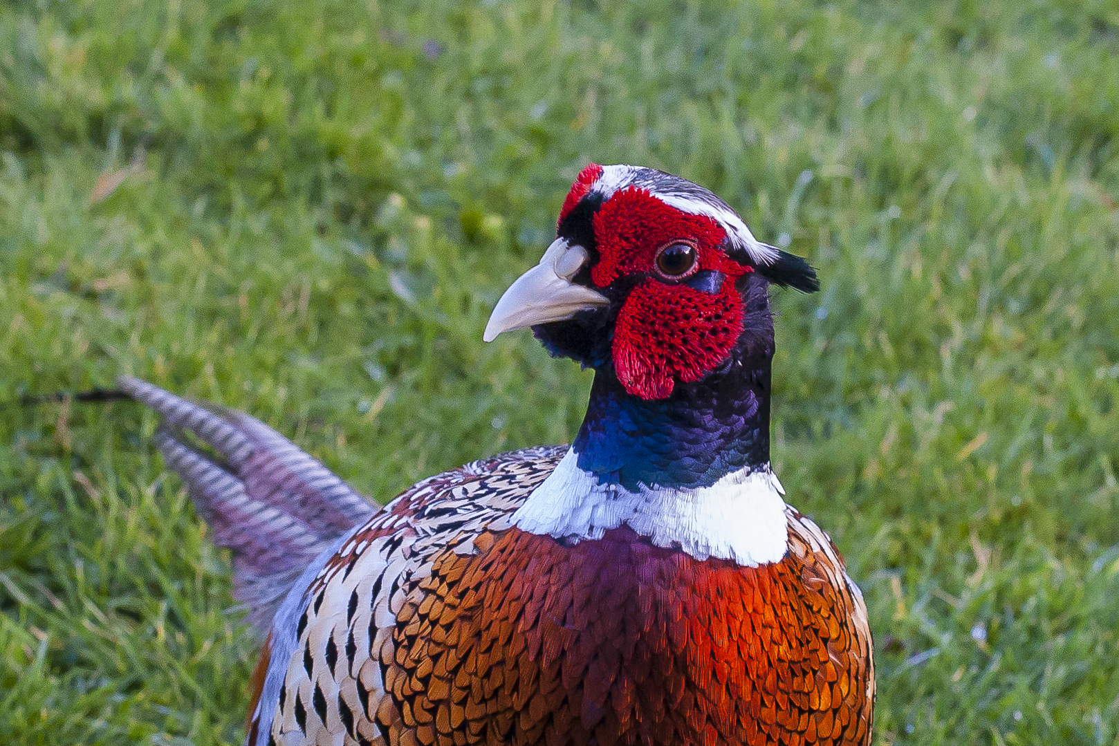 a colorful bird standing on a lush green field