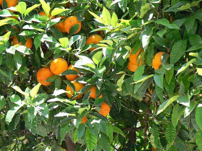 oranges growing on an orange tree in a sunny day