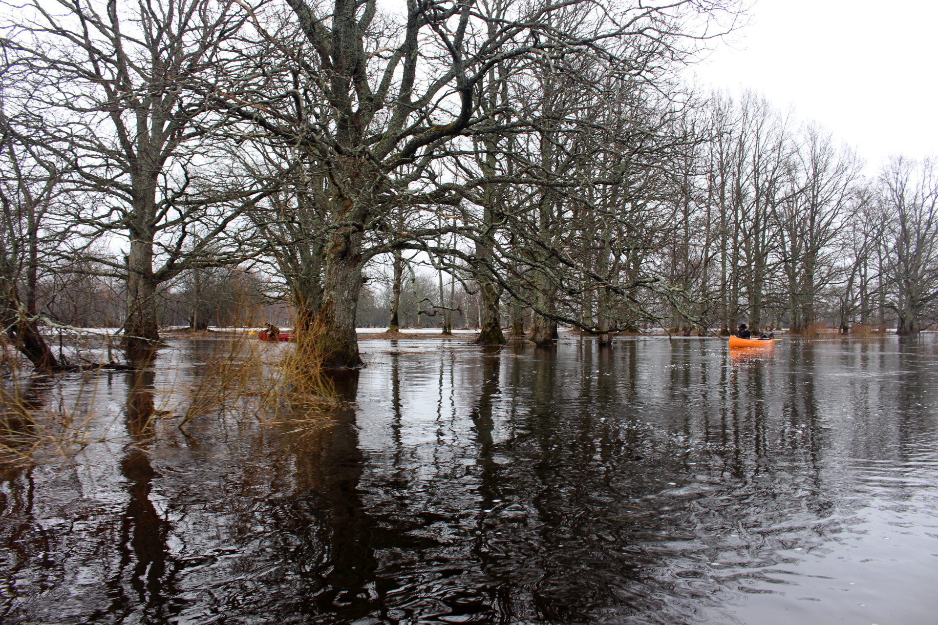 trees line a flooded field, with orange buoys floating in the water
