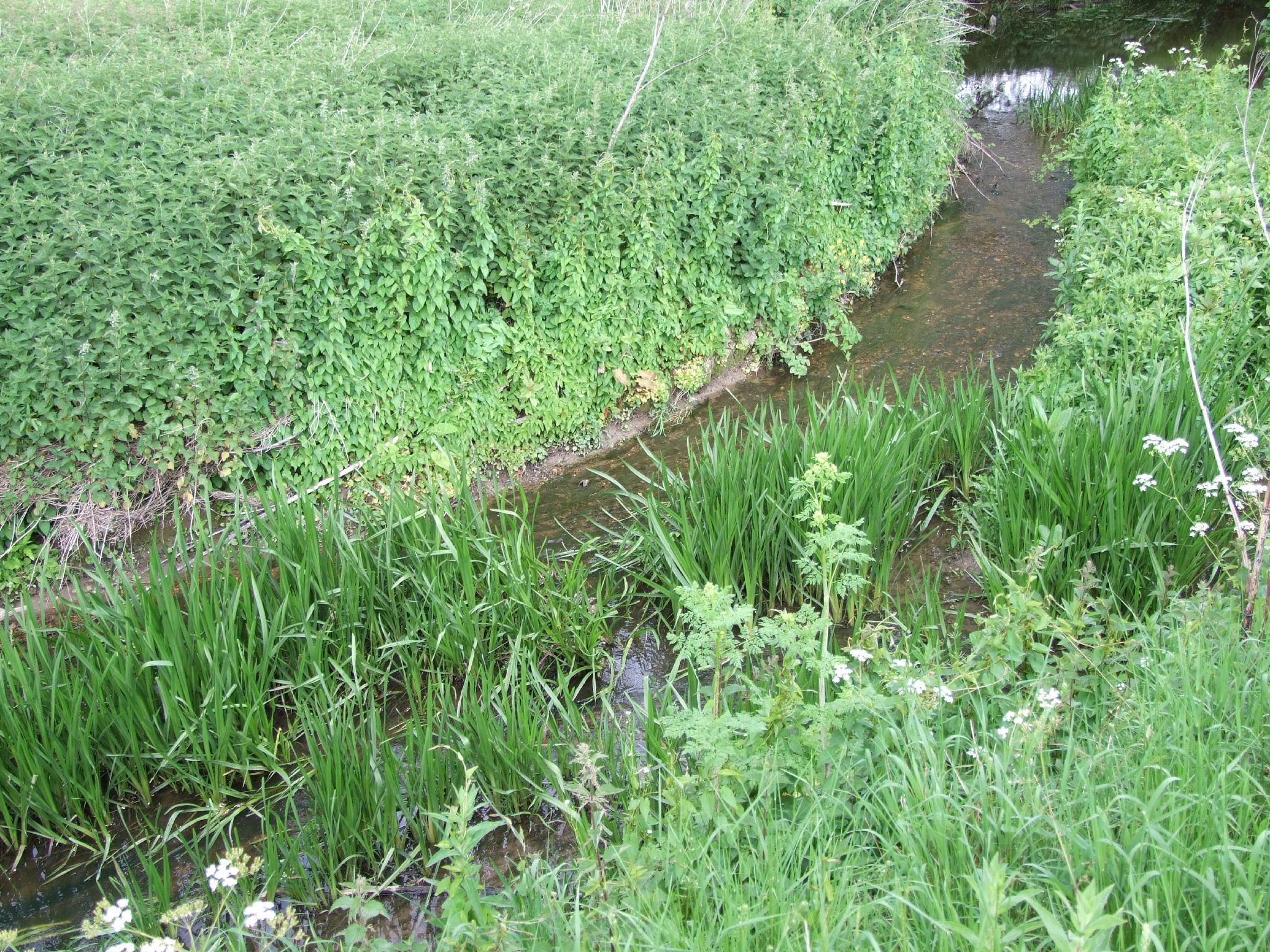 a stream is next to a field with tall grass