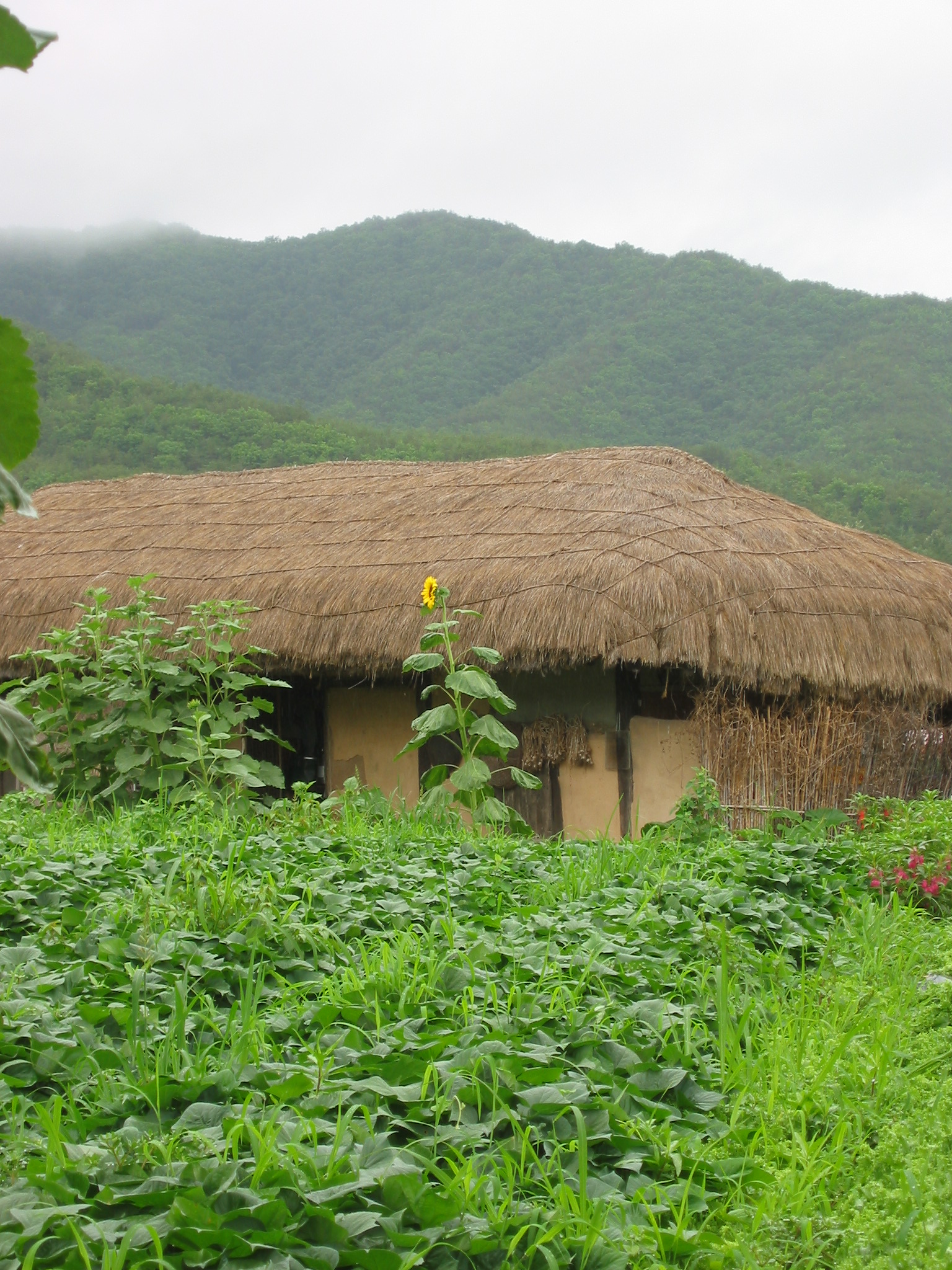 a thatch roofed building is in the middle of a field of plants and other plants