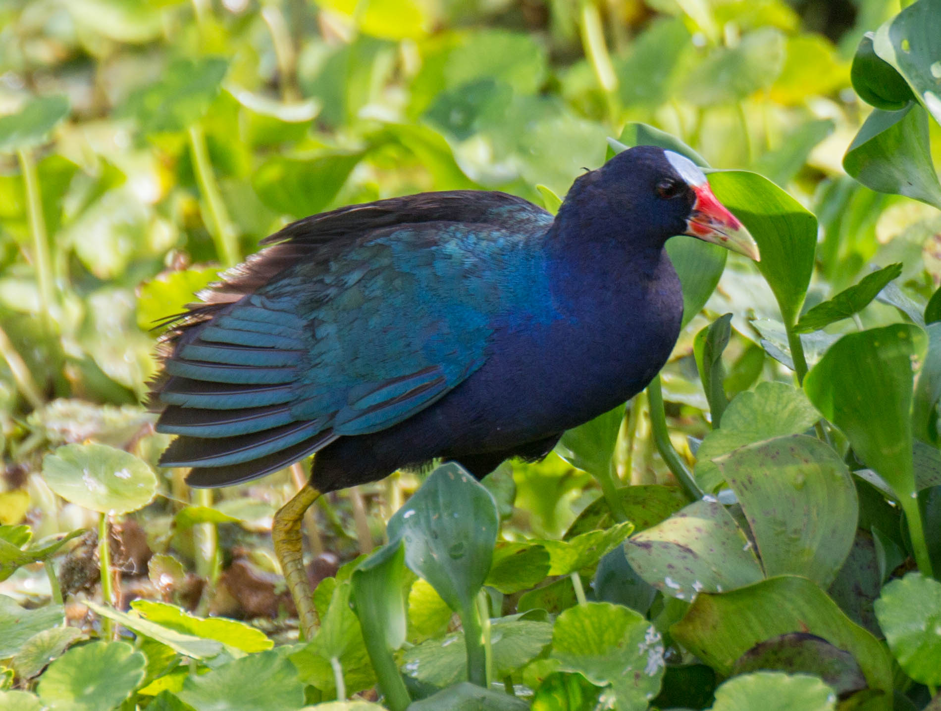 a blue bird is standing on green leaves