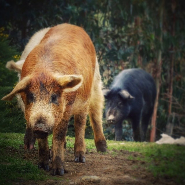 two boars stand side by side outside