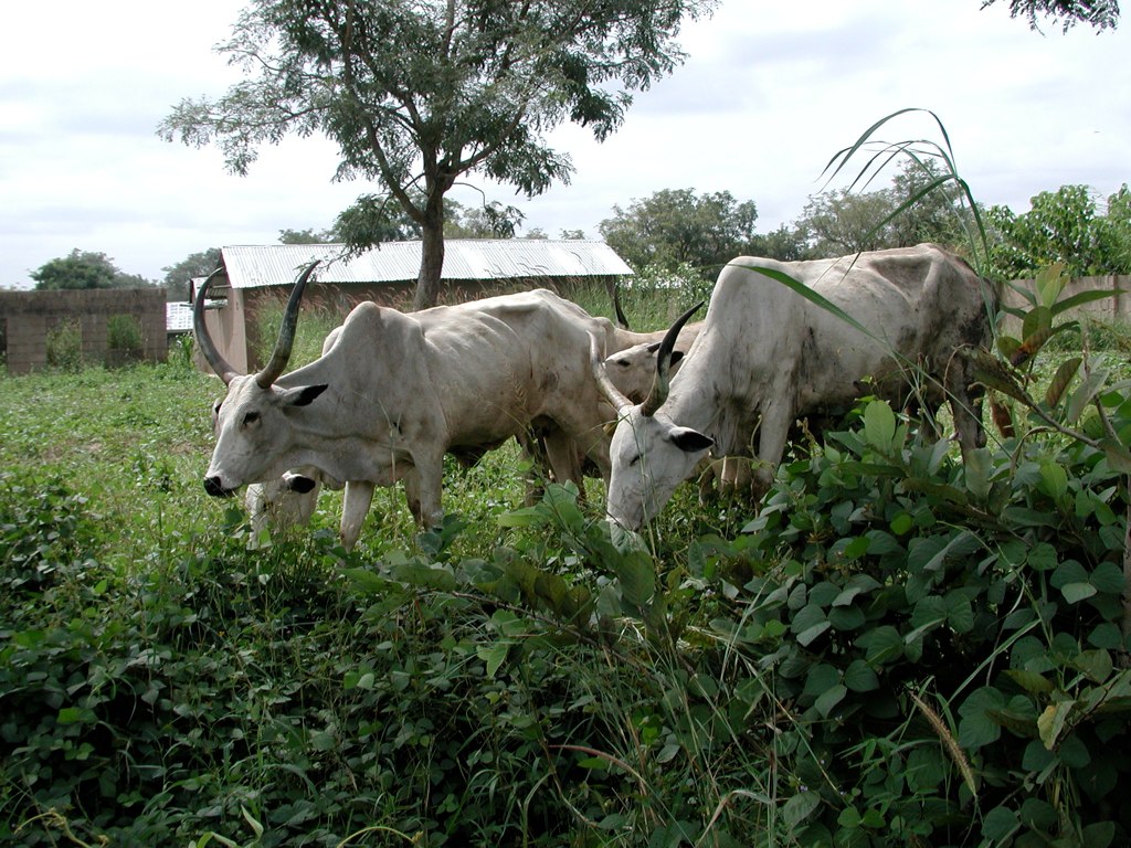 two oxen are standing together eating in a green field