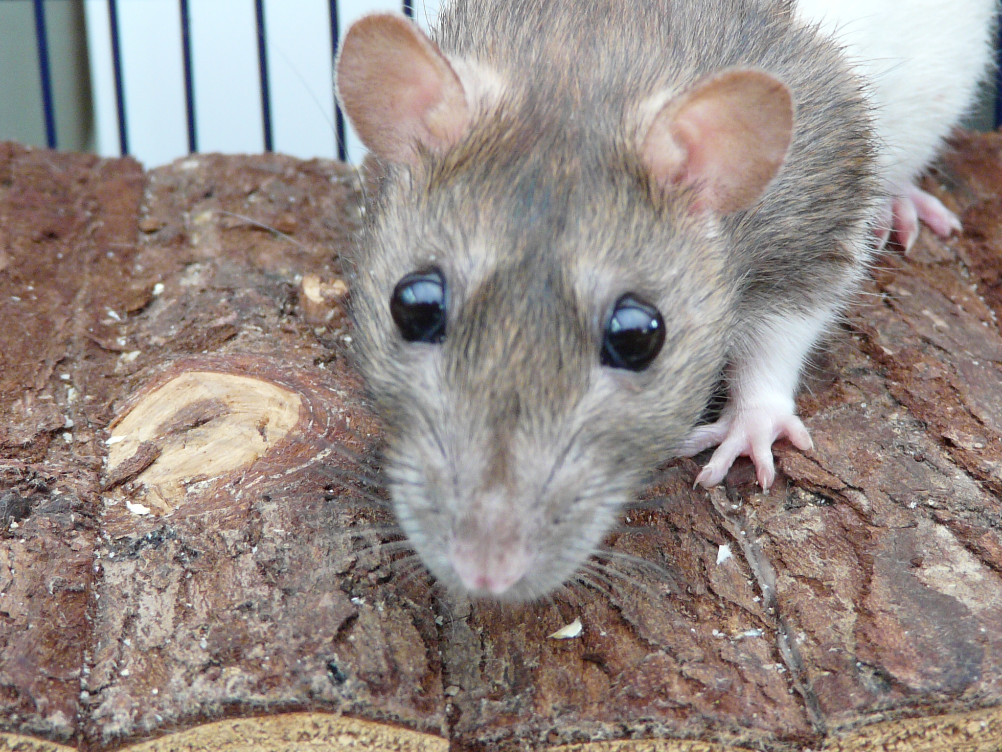 a close up view of a rat sitting on a tree trunk