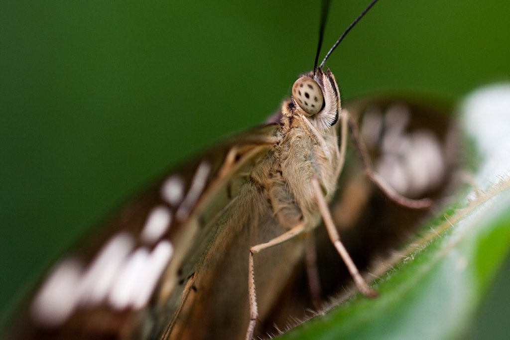a close up po of a erfly on a leaf