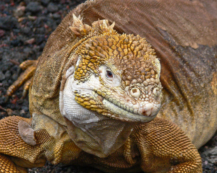 closeup of a lizard's face from the neck up