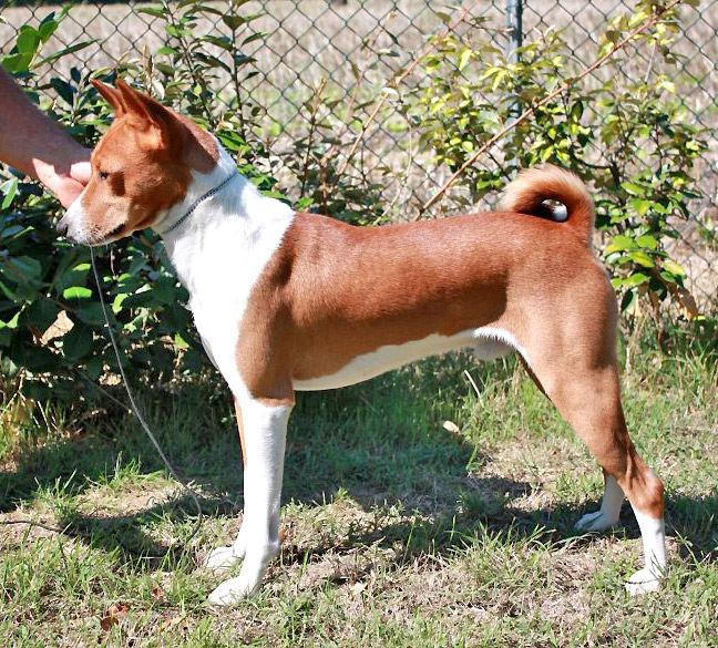 a small brown and white dog standing next to a fence