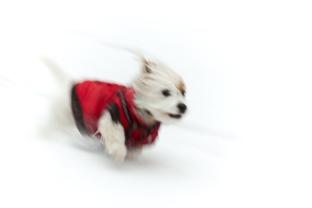 a white dog is wearing a red vest