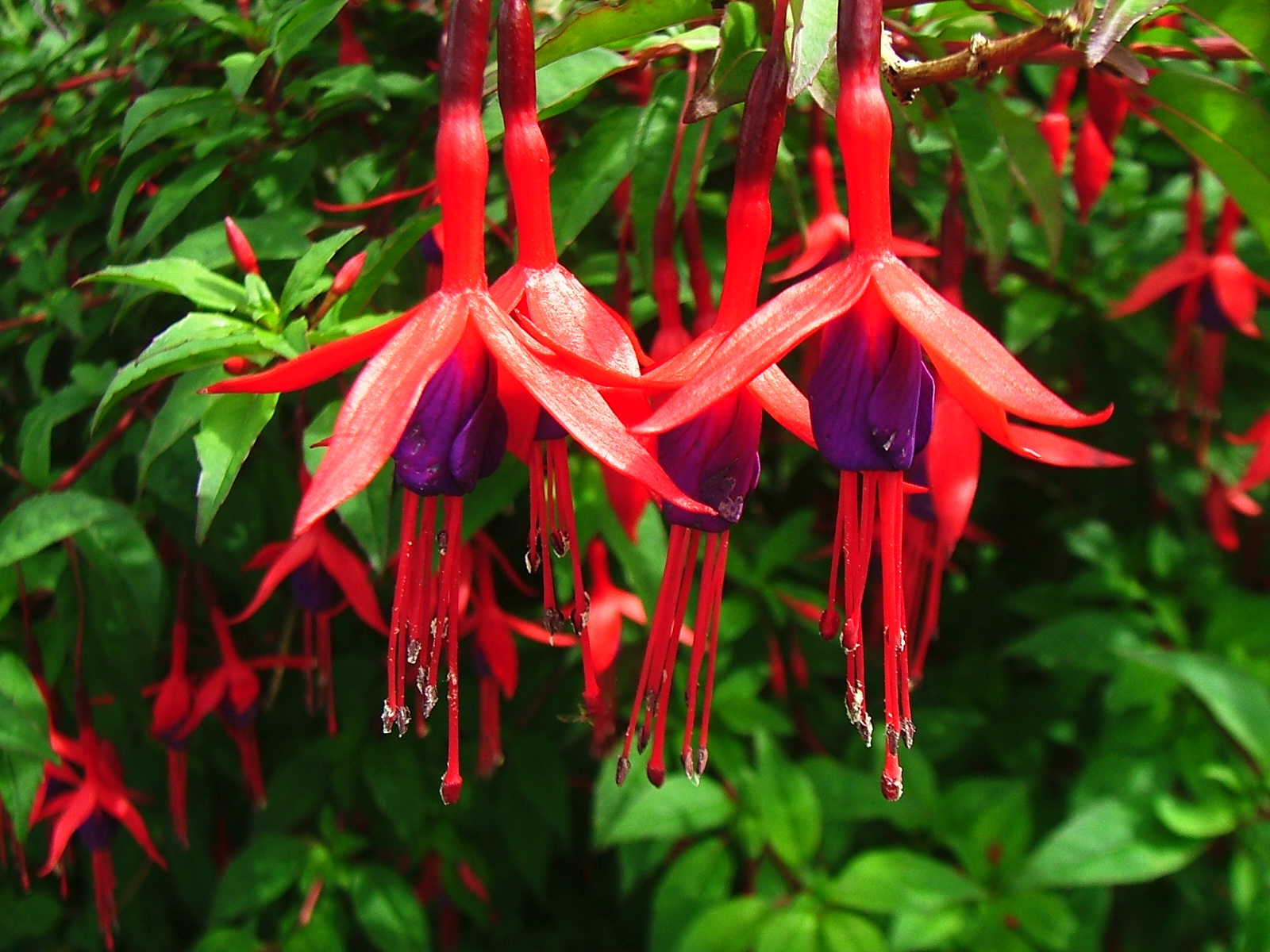 a close up of a number of small flowers