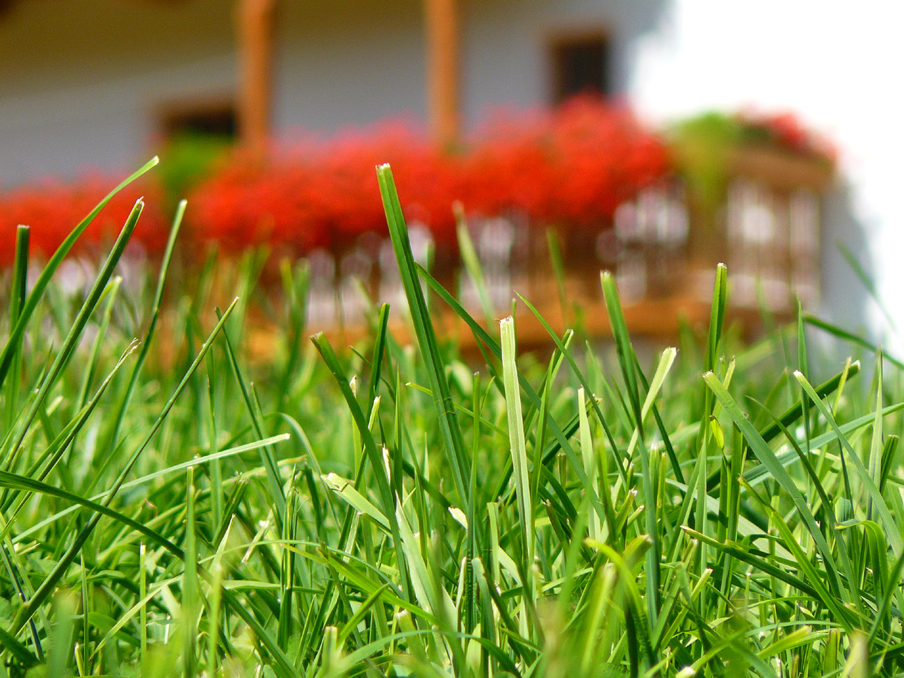 a lawn with a building in the background and red flowers