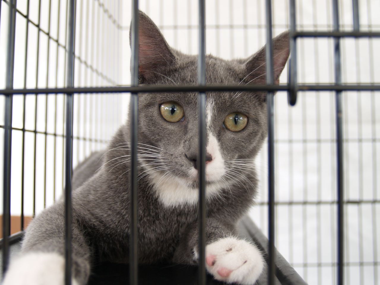 a grey and white cat looking from behind a cage